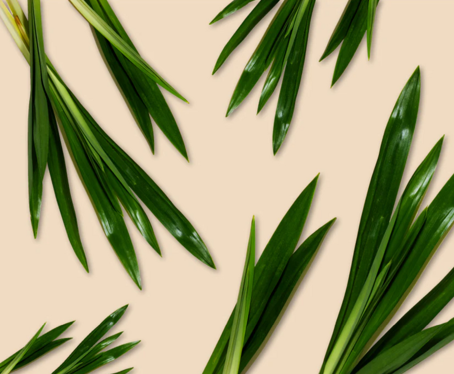 What is Pandan Leaves: Benefits, Uses, and Why It’s in Amazin' Graze!