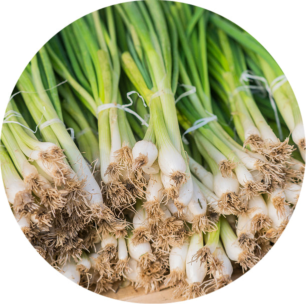 Spring Onion